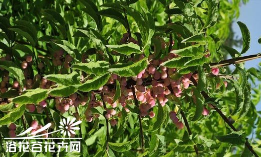 栓刺卫茅图片二