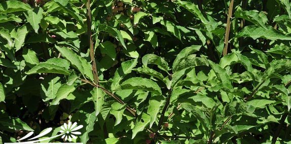 栓刺卫茅图片三
