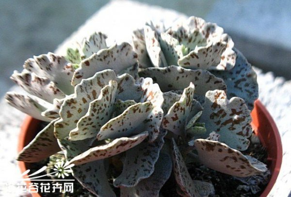 扇雀图片六