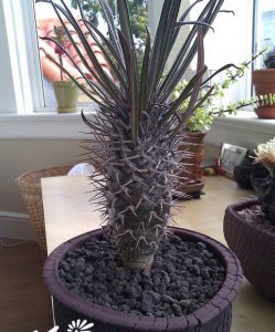 多肉植物亚阿相界简介 亚阿相界长什么样图