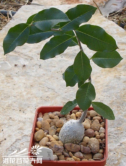 火星人图片三
