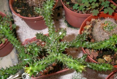 多肉植物巨龙角简介 巨龙角照片图