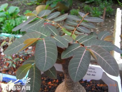 多肉奇异油柑介绍 奇异油柑照片图