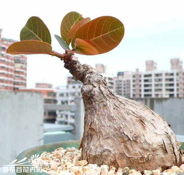 奇异油柑图片六
