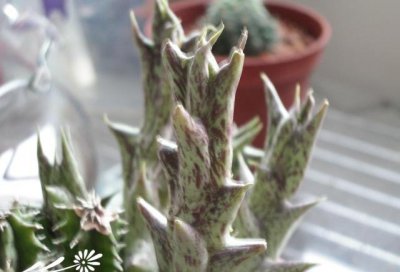 多肉植物紫龙角介绍 紫龙角长什么样图