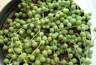 多肉植物翡翠珠简介 翡翠珠照片图