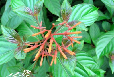 常绿花木希茉莉简介 希茉莉长什么样图