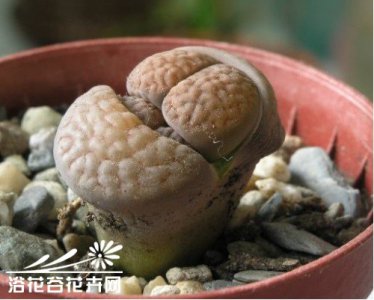 多肉露美玉介绍 露美玉照片图