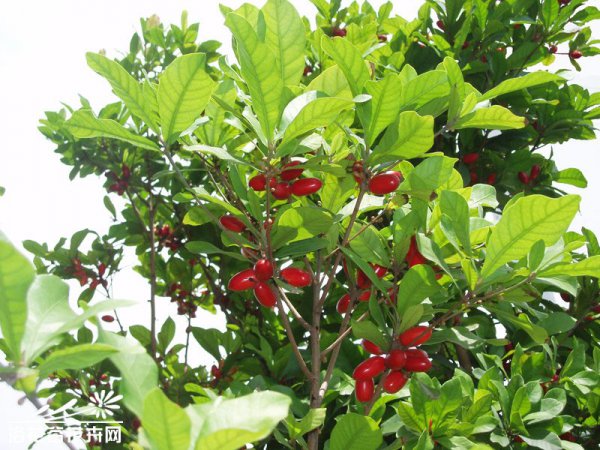 神秘果图片三