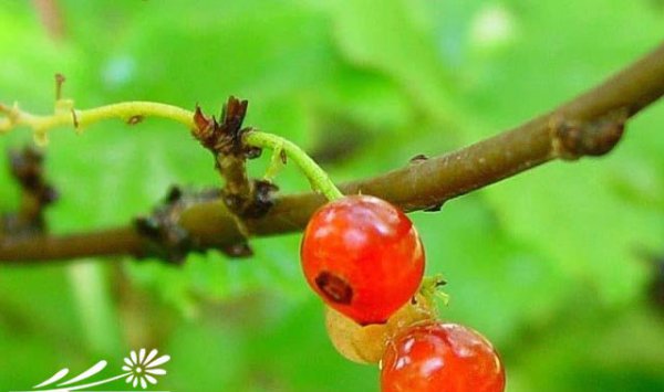 香茶镳子图片一