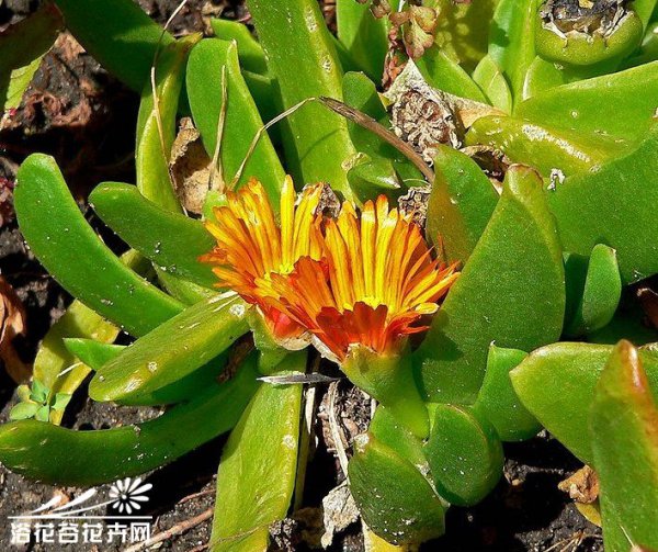 宝绿图片四