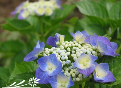 花卉珍珠绣球简介 珍珠绣球照片图