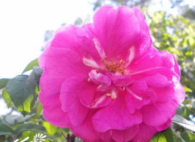 壮花月季详解 壮花月季照片图
