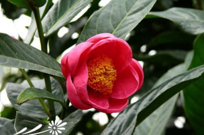 花卉越南油茶详解 越南油茶长什么样图