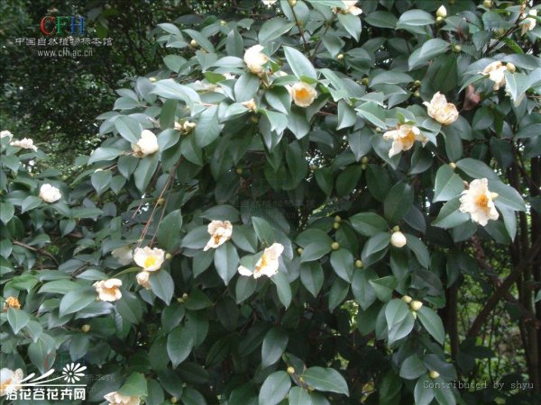 越南油茶图片二