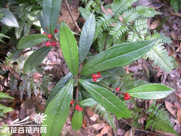 山血丹图片三