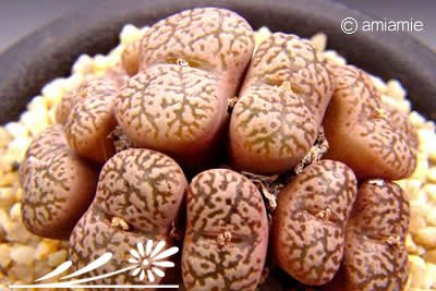 多肉勋章玉介绍 勋章玉照片图