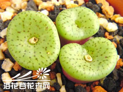 多肉七星座介绍 七星座照片图