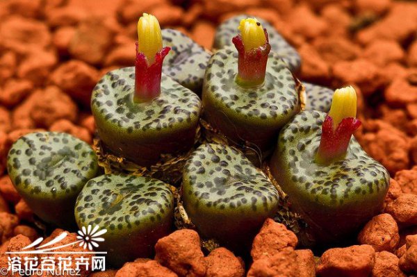 七星座图片四