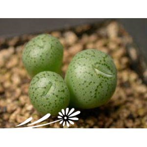 萤光玉图片三