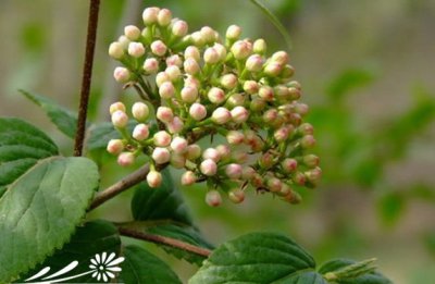 花卉暖木条荚蒾介绍 暖木条荚蒾长什么样图