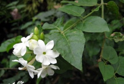 常绿花木毛茉莉介绍 毛茉莉长什么样图