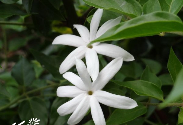 毛茉莉图片二
