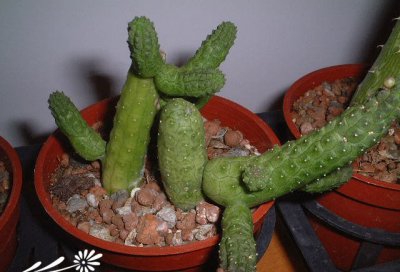 多肉植物青龙角介绍 青龙角长什么样图