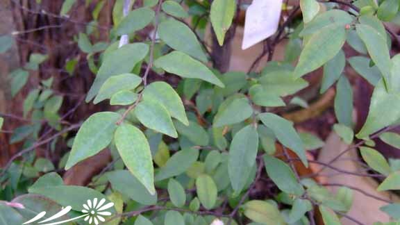 柃叶山茶图片三