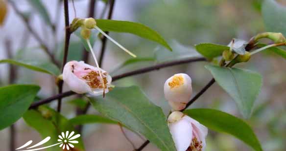 柃叶山茶图片四