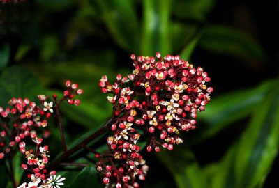 花卉鲁贝拉茵芋介绍 鲁贝拉茵芋照片图