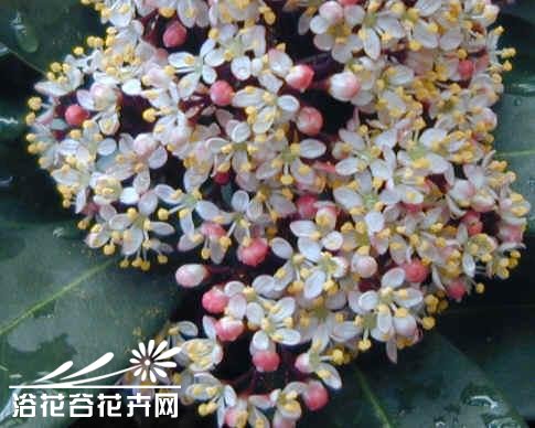 鲁贝拉茵芋图片三