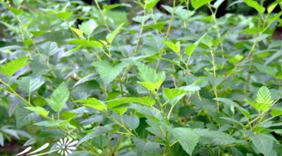 花卉金叶风箱果介绍 金叶风箱果照片图