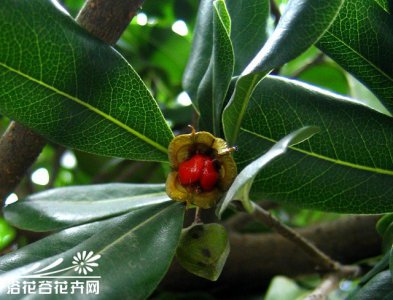 花卉光素馨简介 光素馨长什么样图