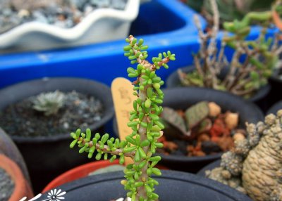 多肉植物白鹿详解 白鹿照片图