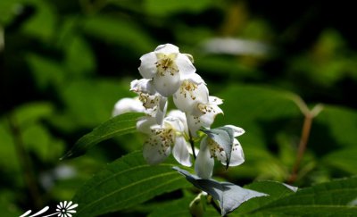 大花山梅花介绍 大花山梅花照片图