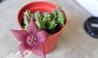 多肉植物夜犀角介绍 夜犀角照片图