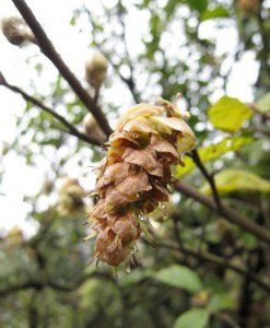 大果蜡瓣花介绍 大果蜡瓣花照片图