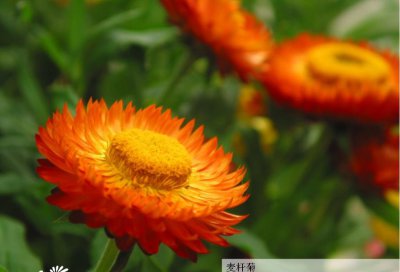 花卉麦杆菊介绍 麦杆菊照片图