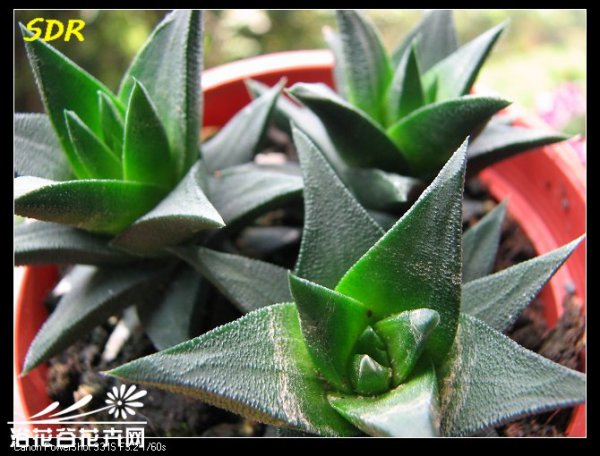 五重之塔图片二