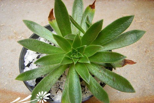 毛叶莲花掌图片四