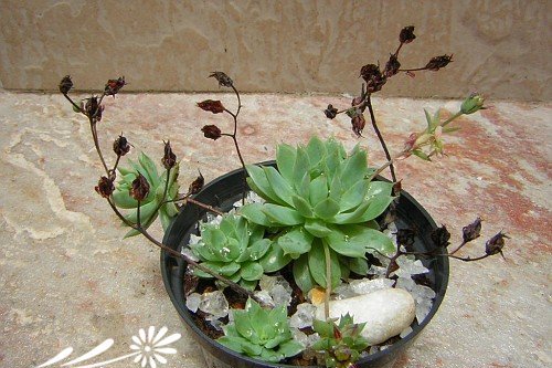 蔓莲图片二