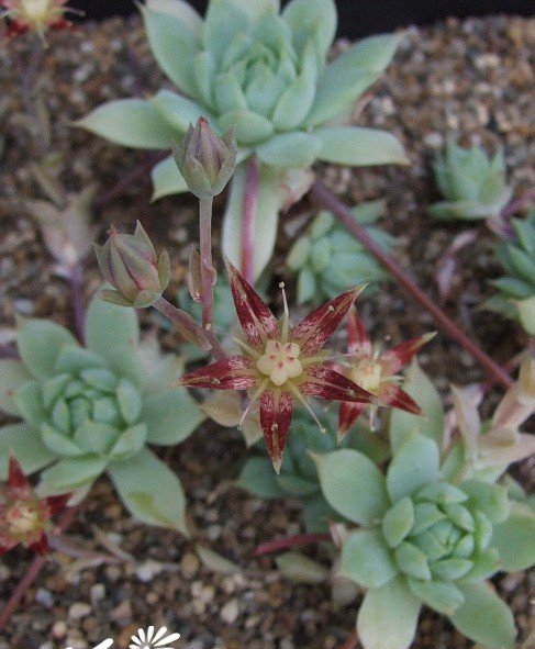 蔓莲图片三