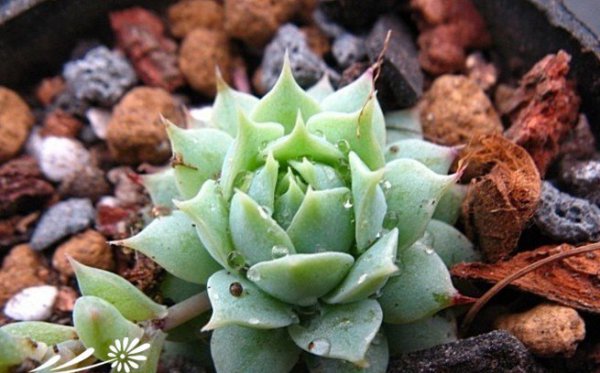 蔓莲图片四