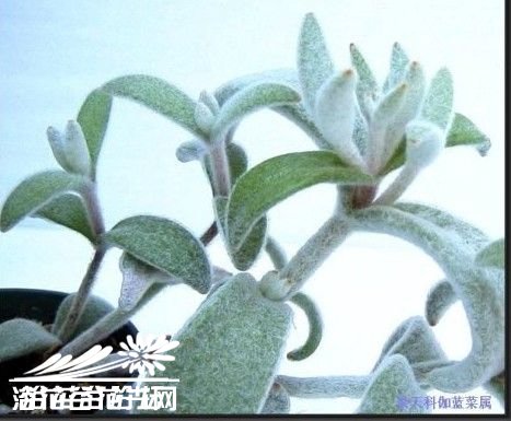 福兔耳图片五