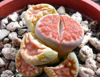 多肉红唇玉介绍 红唇玉照片图