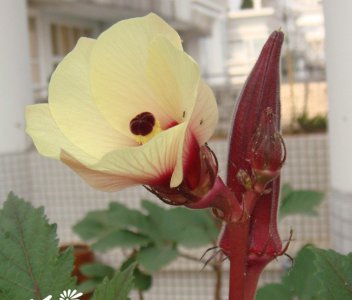 花卉红秋葵简介 红秋葵照片图