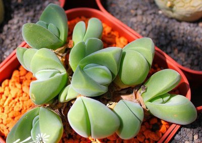 多肉植物无比玉简介 无比玉照片图