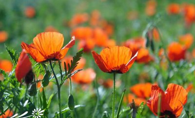 宿根花卉野（Y-L）介绍 野（Y-L）照片图