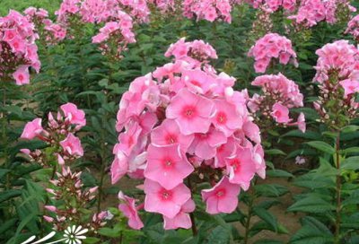 宿根花卉宿根福禄考介绍 宿根福禄考长什么样图